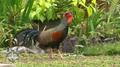 conoce al esta hermosa raza de gallo silvestre