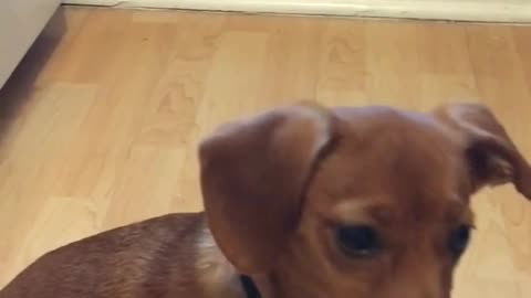 Brown chihuahua sitting on wood floors licking lips because of peanut butter