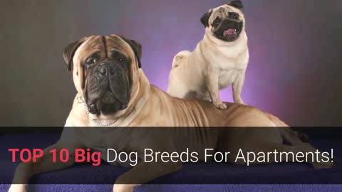 The Top 10 Large Dog Breeds for Apartment Living!