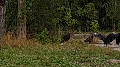 Turkey Vultures in Naples, Alaska and new creations in Christ. 12/27/23