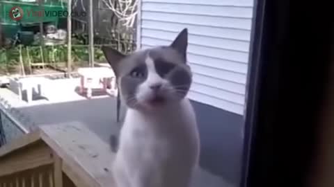 FUNNY CAT ASKS TO OPEN THE DOOR