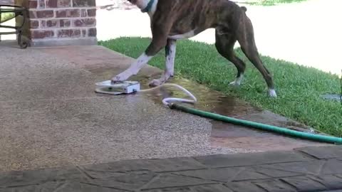 Pup Learned a New Trick in Quarantine