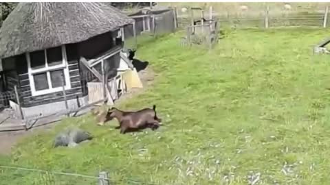 Farm animals come together to protect their chicken friend from a hawk attack!