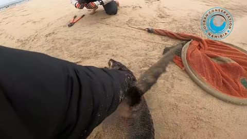 Baby Seals RESCUED in ONE DAY