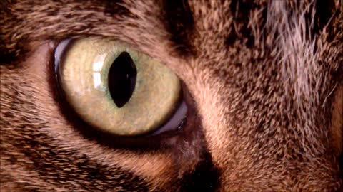 Cat Eye Macro