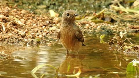 Watch a beautiful bird swimming in the water with great music