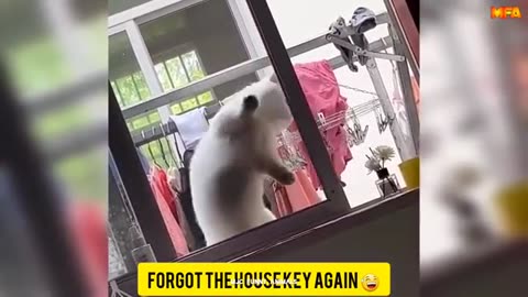 FunnyAnimals