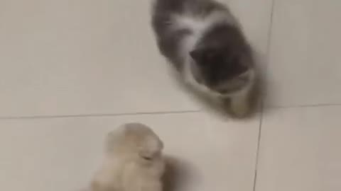 Naughty dogs harass kittens