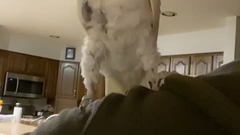 Cockatoo Dancing, to lets go Brandon