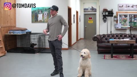 Watch Tom Davis teach any dog to walk nice on the leash...