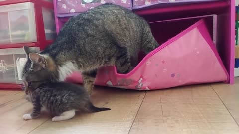 New house for kittens. The cat drags the kittens into the toy box :)