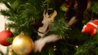 Our cat playing in the Christmas tree