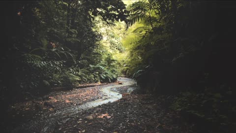 A One Hour Walk Through the Forest with Rain and Nature Sounds