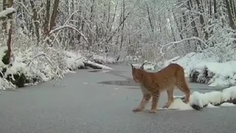 Smart Lynx