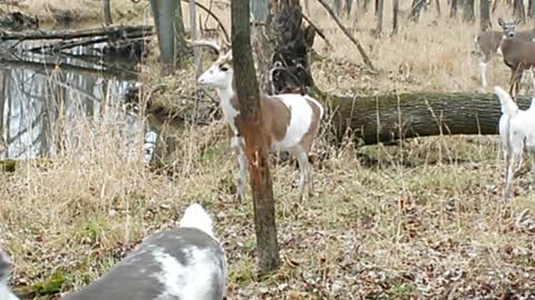 Rare Piebald/Calico Whitetail Deer Herd