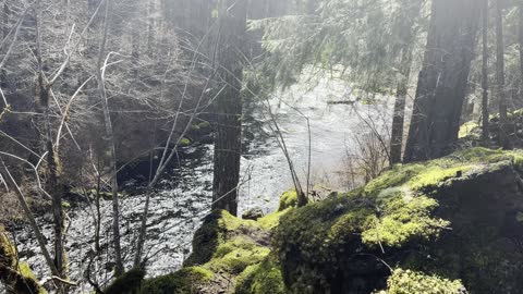 Hiking Through Geological Zone of Old Growth Forest – Tamolitch Blue Pool – Central Oregon – 4K