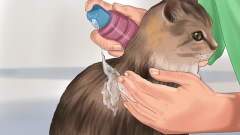 How to get Mousetrap Glue off of your Cat!