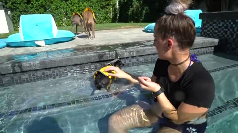 Teaching Dogs Swimming