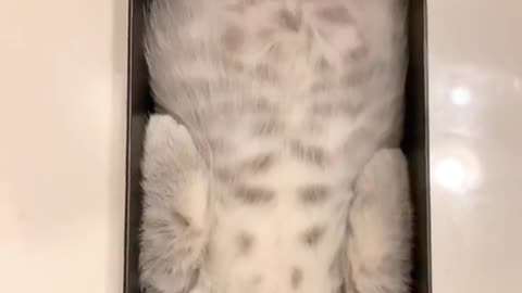 Cute cat in box