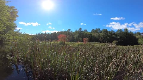 Cattails