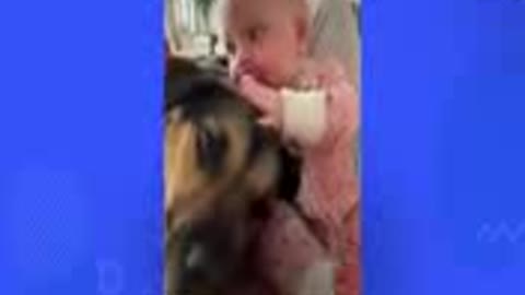 The dog helps baby sister to walk.