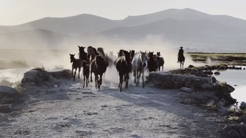 beautiful horses