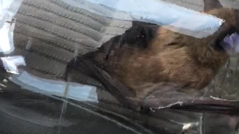 Bat Removal