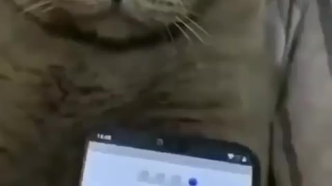 Shave the cat with the app !