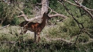 Big Battle Baboon vs Cheetah Baboon Save Impala From CheetahTiger Hunt Buffalo Fail