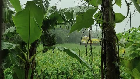 Rain on Leaves | Gentle Rain to sleep in 3 minutes | Gentle Rain to sleep | Beat Insomnia,ASMR Rain