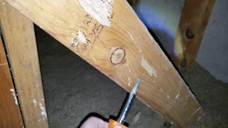 Finding Termites in an Arizona Attic