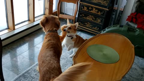 Corgi vs Golden Tug-O-War Round 2