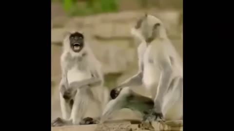 Animals Prank Funniest Video #3