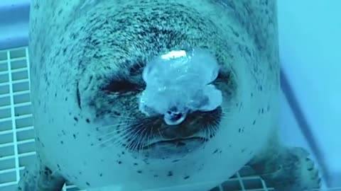 A cute submarine powered by fish brakes failed to hit the wall and bubble up