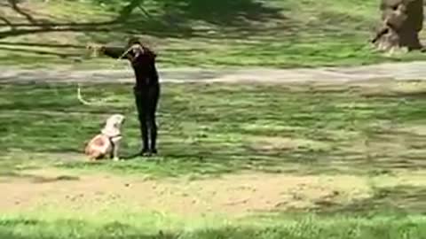 cachorro pulando corda com sua dona no bosque