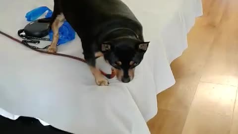 pinscher tentando descer da cama, sera que conseguiu