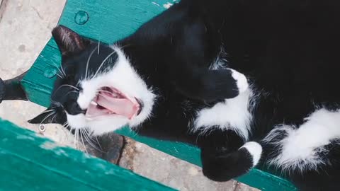 A Black and White Cat Yawning While Lying Down]