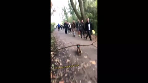 Small dog carring big stick🤣❤cute