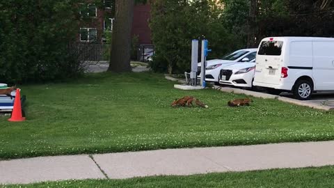 Family of young Foxes fight over the catch of a squirrel