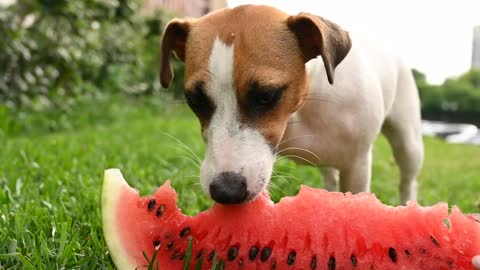 Dainty Australian Shepherd adores juicy watermelon treat