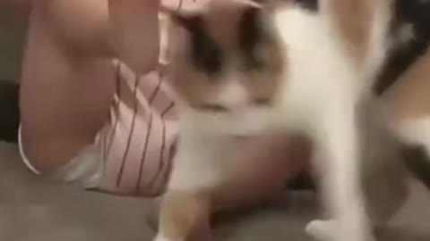 Cat VS Baby