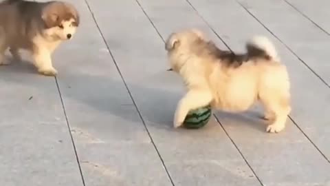 Adorable pet cat playing with cute doggy friend