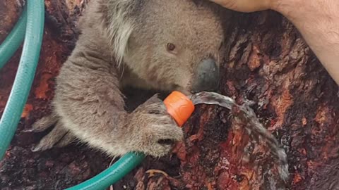 Cute Koala Quenches its Thirst