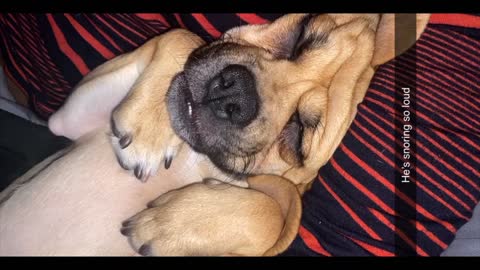 Squishy Face Puggle Snoring LOUD