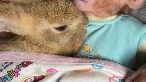 Bunny Joins Monkey in Bed - Cuddly Bedtime!