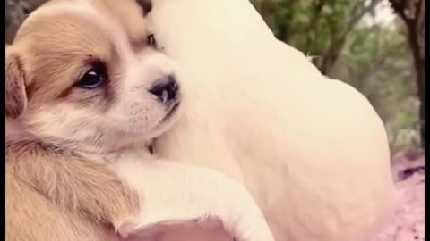 Cute little puppy and his friend Duku singing songs of friendship