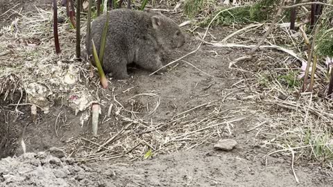 Baby Wombat Scratches an Itch on Ironically Named Flower