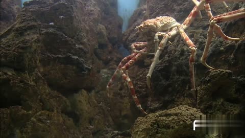 Underwater Marin life in ocean 🐡🐠🦭🐳🦈