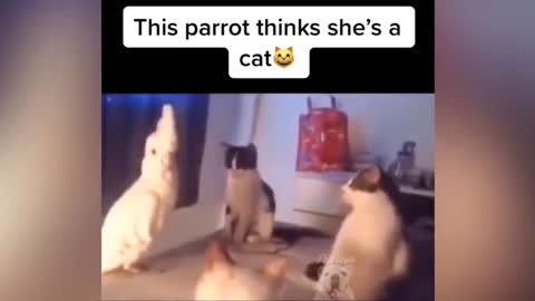 parrot talking, parrot sounds, parrot singing, parrot fish, parrot tv, parrotlet, parrot dancing, parrot talking funny, parrot minecraft, parrot alexa, parrot anafi, parrot anafi drone, parrot annoys cat, parrot and cat, parrot alexa shopping list, parrot