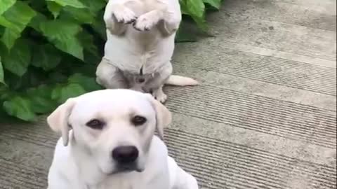 Funniest & Cutest Labrador Puppies #2 - Funny Puppy Videos